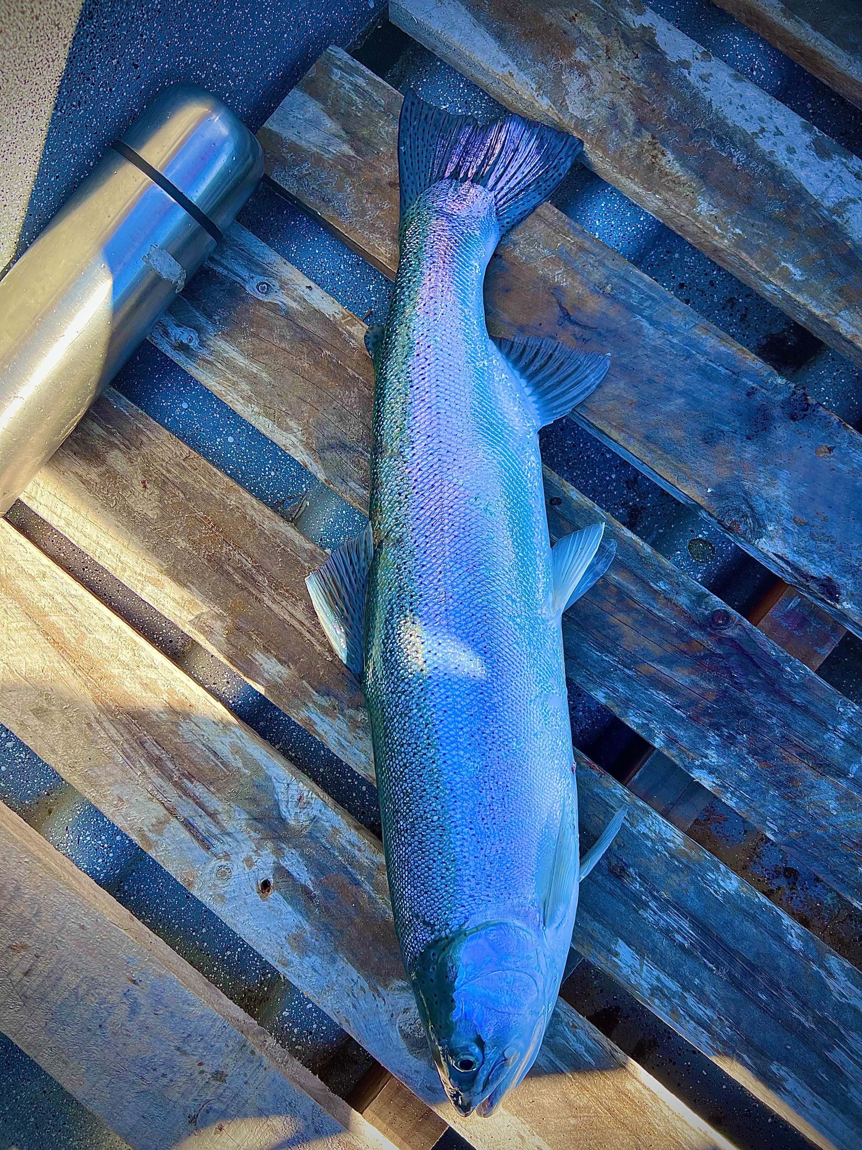 🎣 Tour de Pesca en Lago General Carrera | Puerto Río Tranquilo, Patagonia Chile