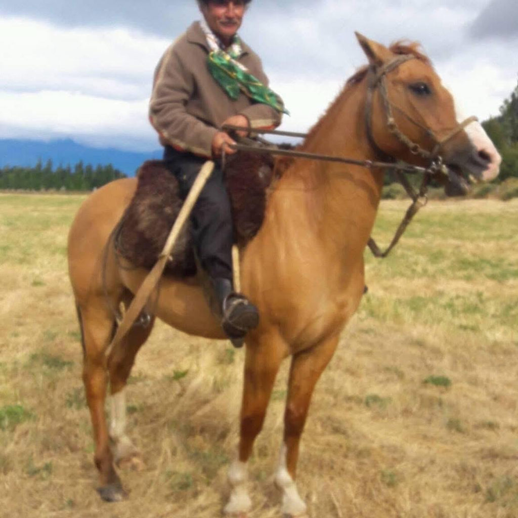 🐎 Cabalgatas en Puerto Río Tranquilo | Experiencia Patagónica con Gaucho Local